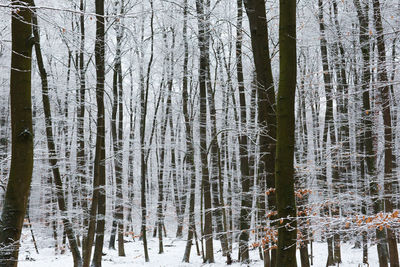 Snow covered trees in forest