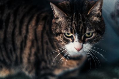 Close-up portrait of a cat