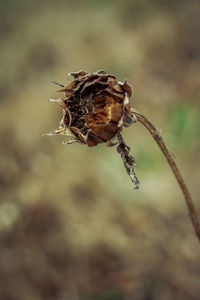 Close-up of insect on dry plant