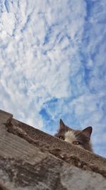 Low angle view of cat on roof against cloudy sky