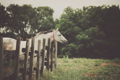Side view of horse standing on field by railing against trees