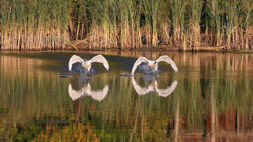 View of birds in lake