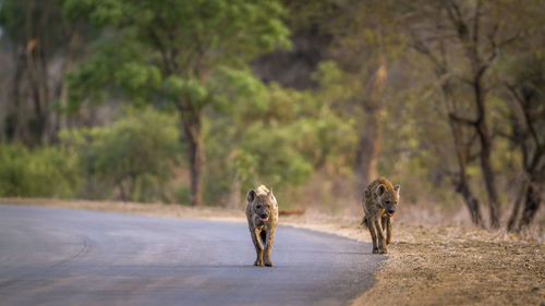 Hyenas walking on road