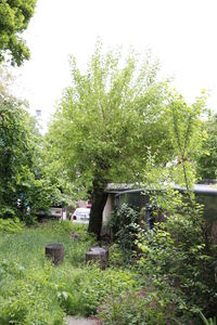 View of trees and plants