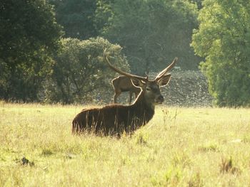 Deer on field