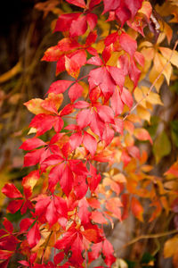 Close-up of red maple leaves