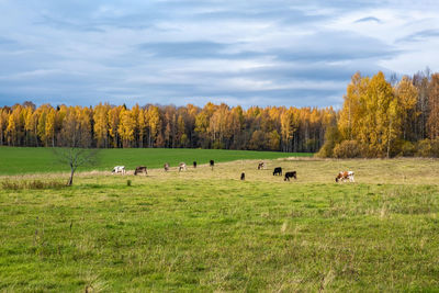 Flock of sheep in a field