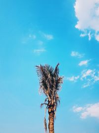 Low angle view of coconut palm tree against blue sky