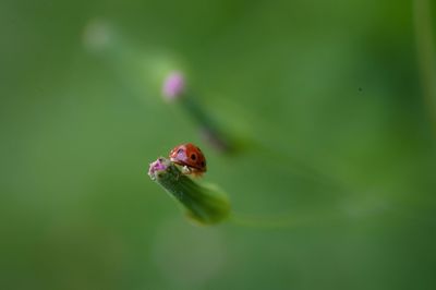 Close-up of insect on flower