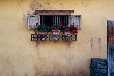 Potted plants on wall of building