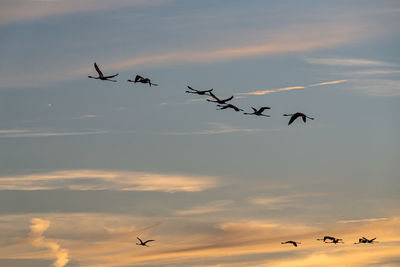 Silhouette birds flying against sky during sunset