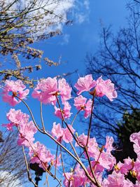 Low angle view of cherry blossoms against sky