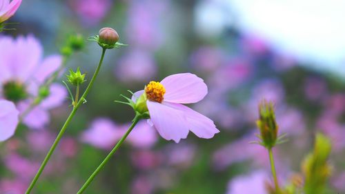 Close-up of pink flowers