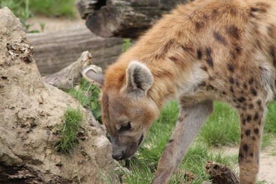 Hyena in a zoo