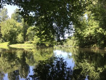 Scenic view of lake in forest against sky