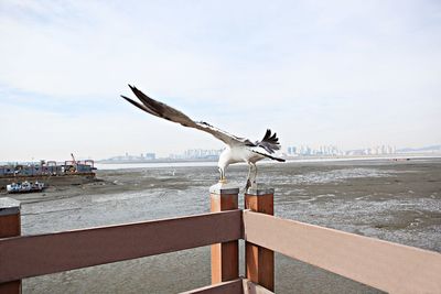 Seagull flying over sea against sky