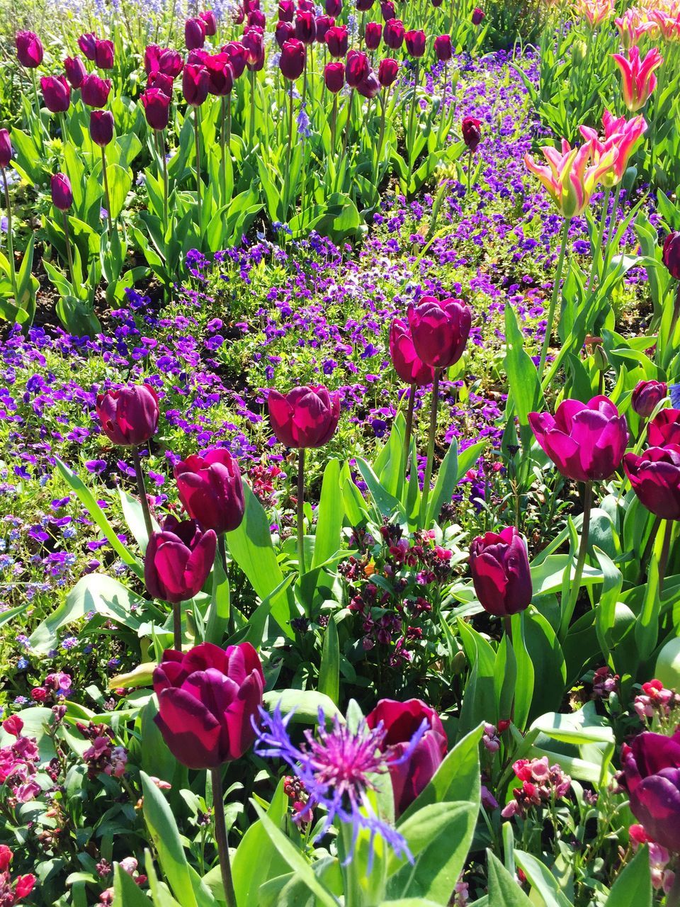 flower, freshness, growth, fragility, beauty in nature, plant, petal, blooming, nature, purple, flower head, field, leaf, abundance, pink color, in bloom, green color, high angle view, stem, outdoors