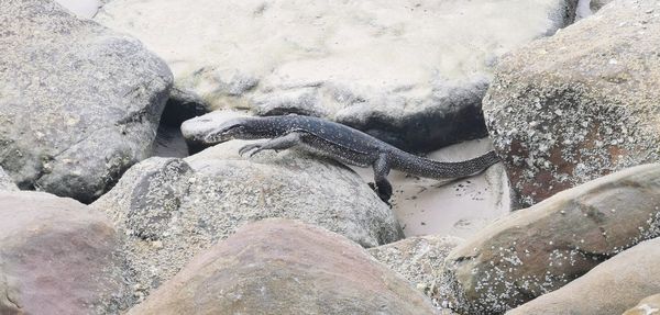 High angle view of lizard on rock