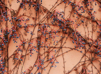 Virginia creeper in winter, with berries, parthenocissus quinquefolia