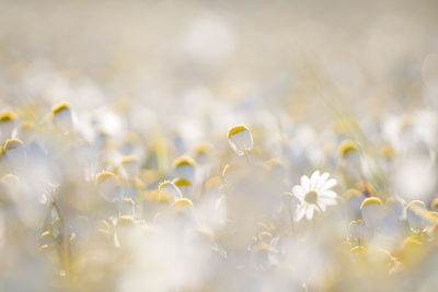 Close-up of flowers