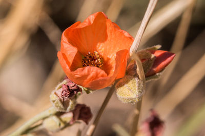 Close-up of orange rose flower