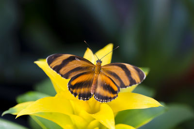 Dorsal view of banded orange heliconian resting on a yellow bromeliad in soft focus background