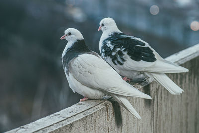 Close-up of seagulls perching on railing