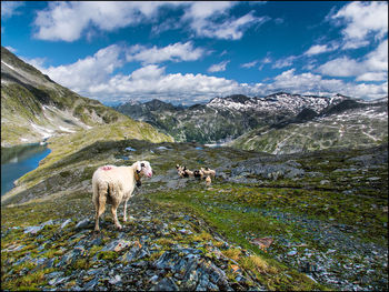 Panoramic view of horses on landscape against sky
