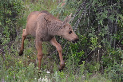 Side view of lion in forest