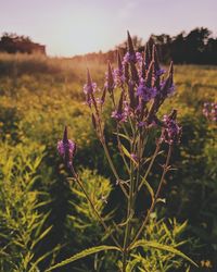 Close-up of purple flowering plants on field