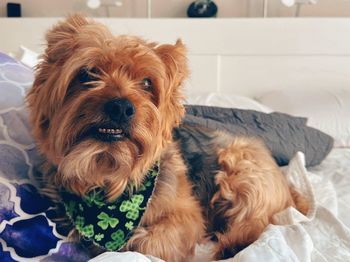 dog