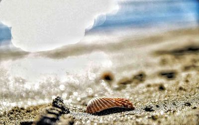 Close-up of insect on beach against sky