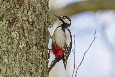 Close-up of bird perching on tree trunk