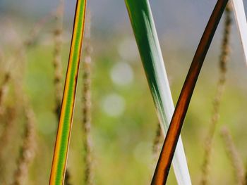 Close-up of bamboo plant on field