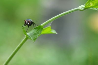 Close-up of insect on leaf