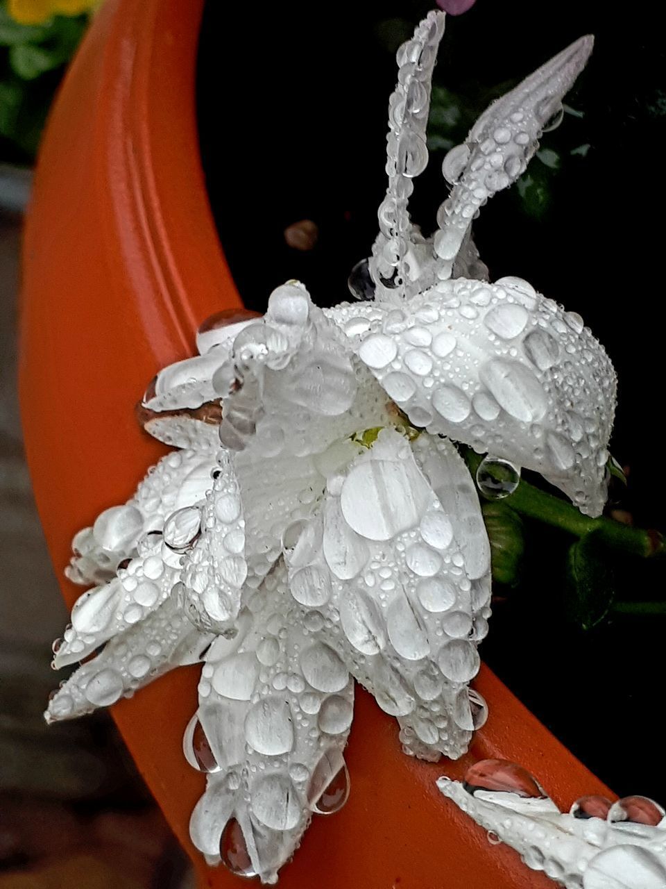 CLOSE-UP OF WATER DROPS ON WHITE ROSE