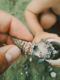 Close-up of human hand holding seashell at beach