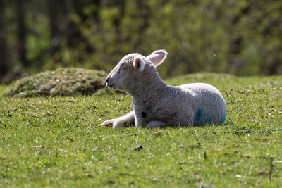 Lamb resting on grassy field