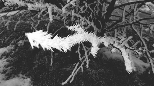 Close-up of flower plant in winter