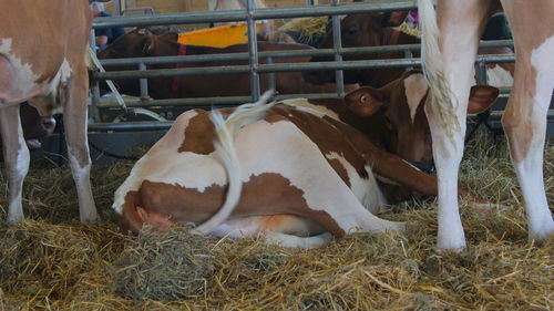 High angle view of animal resting on field