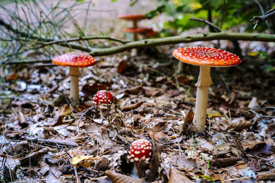 Close-up of mushroom growing on field