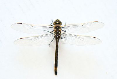 animal