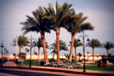 Palm trees against sky