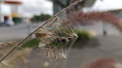 Close-up of white flowering plant