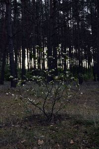 Trees on field in forest