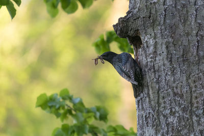 Close-up of bird perching on tree