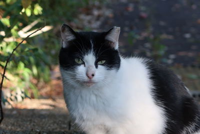 Close-up portrait of a cat