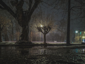 Bare trees by lake at night
