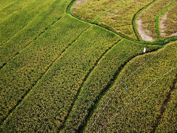 Aerial panorama of agrarian rice fields landscape 