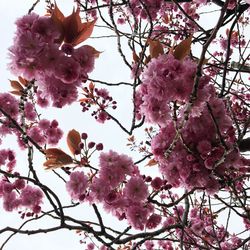 Low angle view of pink flower tree against sky